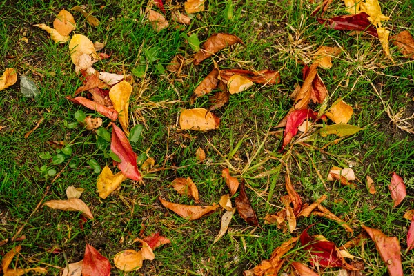 Fond Abstrait Feuilles Automne Sur Une Herbe Feuilles Automne Gouttes — Photo