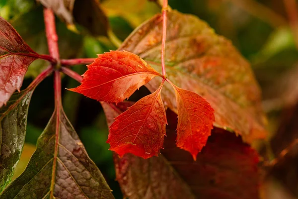 Fond Coloré Feuilles Érable Automne Près Feuilles Érable Multicolore Fond — Photo