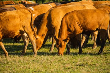 İnekler, Volyn eti, limuzin, kürdan. Kırsal kompozisyon. İnekler çayırda otluyor. Kızıl ineğin bir dizi fotoğrafı sıyrılmış. İneklerle yaz manzarası. Buzağılar ot yer. Çiftlik.