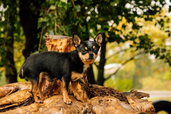 Evcil Köpek Chihuahua Sokakta Yürüyor Chihuahua Köpeği Yürüyüşe Çıktı Chihuahua — Stok fotoğraf