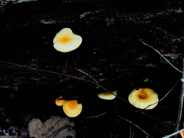 Ciuperci Forestiere Toamnă Ciuperci Forestiere Natura Lunii Octombrie Închide Ciuperci — Fotografie, imagine de stoc