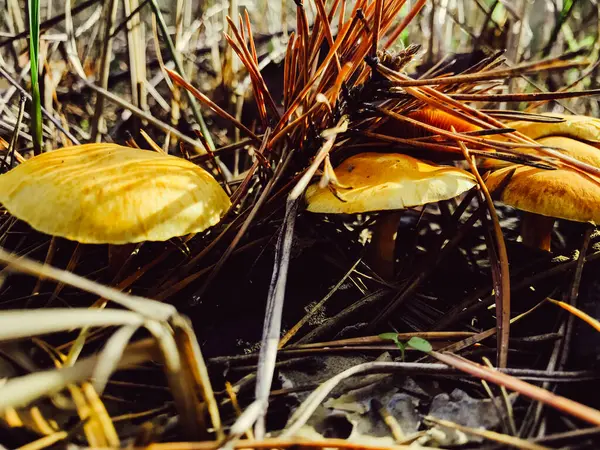 Setas Del Bosque Otoño Champiñones Forestales Naturaleza Octubre Cerca Hermosas — Foto de Stock