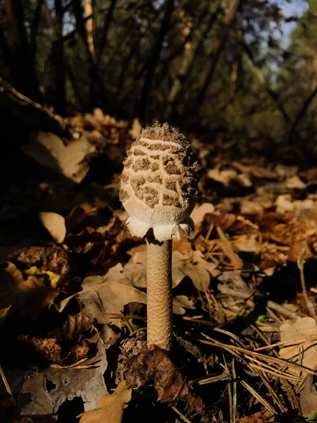 Setas Del Bosque Otoño Champiñones Forestales Naturaleza Octubre Cerca Hermosas — Foto de Stock