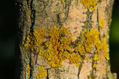 Ağaç kabuğu dokusu. Ağaç kabuğu dokusu. Gün ışığında bir ağacın parçası. Tasarımcıların faturası. Ağaç ve yapının kabuk dokusu