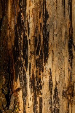 Ağaç kabuğu dokusu. Ağaç kabuğu dokusu. Gün ışığında bir ağacın parçası. Tasarımcıların faturası. Ağaç ve yapının kabuk dokusu