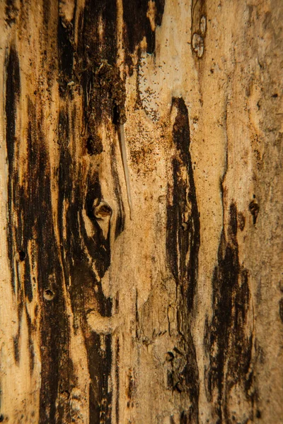Casca Textura Árvore Textura Casca Madeira Parte Uma Árvore Luz — Fotografia de Stock
