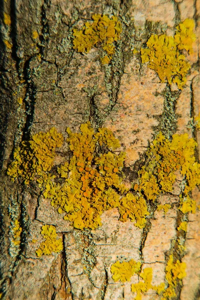 Φλοιό Δέντρου Υφής Υφή Φλοιού Ξύλου Μέρος Ενός Δέντρου Στο — Φωτογραφία Αρχείου