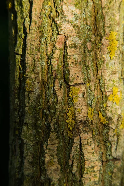 Rinde Der Baumstruktur Holzrindenstruktur Ein Teil Eines Baumes Bei Tageslicht — Stockfoto