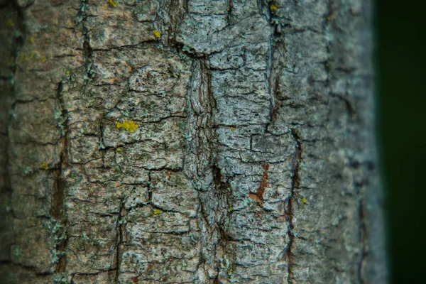 Casca Textura Árvore Textura Casca Madeira Parte Uma Árvore Luz — Fotografia de Stock