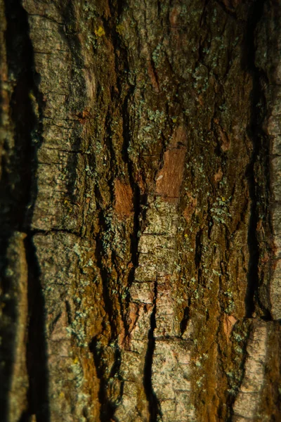 Rinde Der Baumstruktur Holzrindenstruktur Ein Teil Eines Baumes Bei Tageslicht — Stockfoto