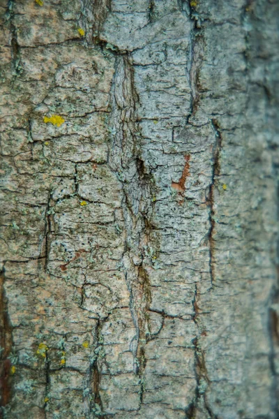 Rinde Der Baumstruktur Holzrindenstruktur Ein Teil Eines Baumes Bei Tageslicht — Stockfoto