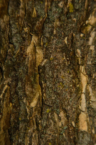 Φλοιό Δέντρου Υφής Υφή Φλοιού Ξύλου Μέρος Ενός Δέντρου Στο — Φωτογραφία Αρχείου