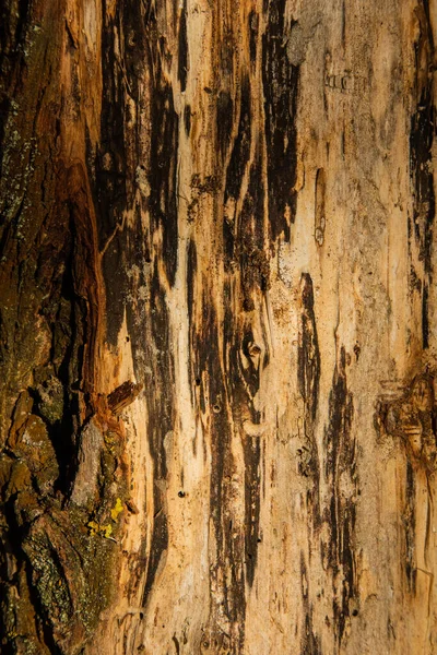 bark of tree texture. Wood bark texture. Part of a tree in daylight. The invoice for designers. Tree and its structure bark texture