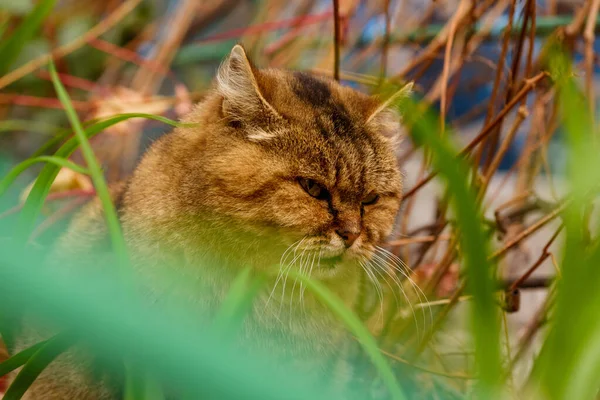 Çimlerdeki Gri Kedi Sonbaharda Yürüyüşe Çıkan Ciddi Bir Kedi — Stok fotoğraf