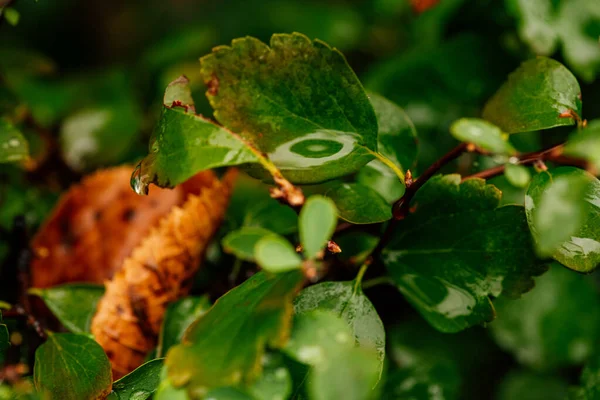 Close Shot Green Bush Rain Dew Drops Green Bush Dewdrops — Stock Photo, Image