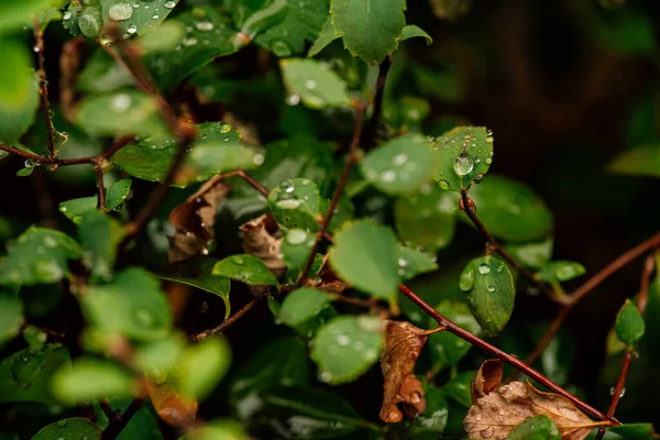 Detailní Záběr Zeleného Keře Dešti Zelený Keř Kapky Rosy Dewdrops — Stock fotografie