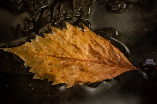 濡れた葉 歩道には秋の紅葉 黄金の秋 — ストック写真