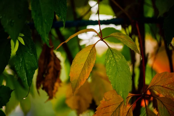 Colorful Background Autumn Leaves Amazing Colorful Background Autumn Leaves Background — Stock Photo, Image