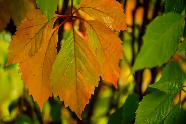 Colorful Background Autumn Leaves Amazing Colorful Background Autumn Leaves Background — Stock Photo, Image