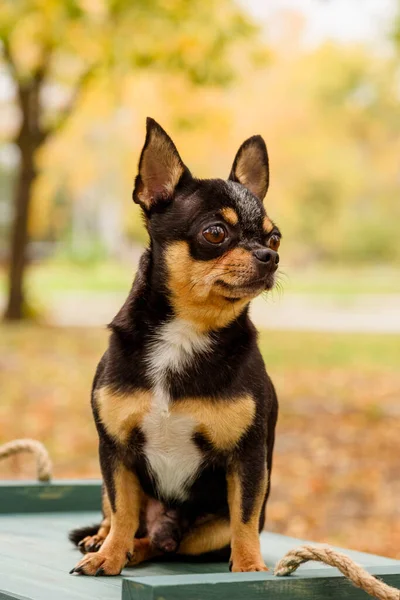 ペット犬Chihuahua通りを歩く 散歩のChihuahua犬 Chihuahua黒 茶色と白 散歩中の早朝にかわいい子犬 ミニ品種Chihuahua滑らかなショートヘア — ストック写真