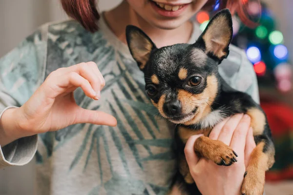 Söt Liten Flicka Som Håller Chihuahua Valp Stående Flicka Som — Stockfoto