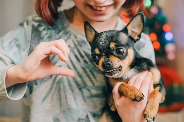 可爱的小女孩抱着吉娃娃站着 把奇瓦瓦犬抱在怀里的女孩 9岁或10岁的女孩 怀里抱着宠物 爱护动物的概念 — 图库照片