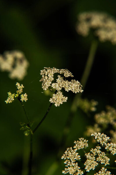 дикие полевые цветы природный ландшафт, абстрактный вид на задний план летние цветы детали цветок. Белые летние полевые цветы
