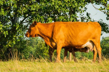 İnekler Volyn eti, limuzin, oruç. Kırsal bileşim. İnekler çayırda otluyor. Siyah ve kırmızı bir ineğin bir dizi fotoğrafı otlaktır. İneklerle dolu bir manzara. Buzağılar ot yer. Çiftlik.