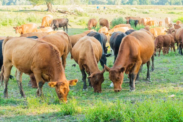 Vacas Volyn Carne Limusina Anormal Composición Rural Vacas Pastando Prado — Foto de Stock