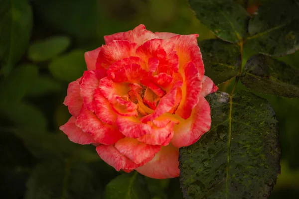 Коралові Червоні Троянди Квітучі Саду Троянд Який Фокус Крупним Планом — стокове фото