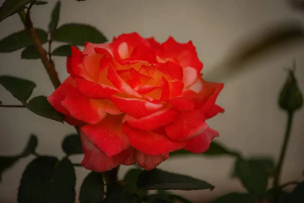 Κοραλλί Κόκκινο Τριαντάφυλλο Ανθίζει Στον Κήπο Τριαντάφυλλα Μαλακή Εστίαση Κοντινό — Φωτογραφία Αρχείου