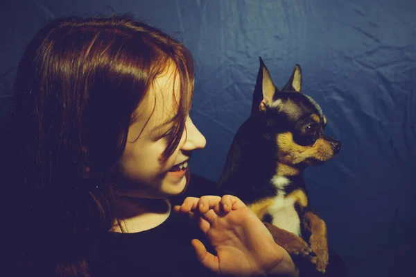 带着宠物狗的小女孩一个带着吉娃娃的9或10岁的女学生一个女孩养漂亮狗的肖像 一个带着吉娃娃的小女孩 抱着吉娃娃的女孩 抱着宠物的女孩 — 图库照片