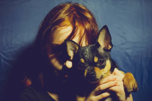Rapariga Com Cão Estimação Uma Menina Anos Com Chihuahua Retrato — Fotografia de Stock