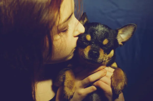 Evcil Köpeği Olan Genç Bir Kız Yaşlarında Elinde Chihuahua Olan — Stok fotoğraf