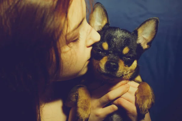 Ung Flicka Med Hund Årig Skolflicka Med Chihuahua Ett Porträtt — Stockfoto