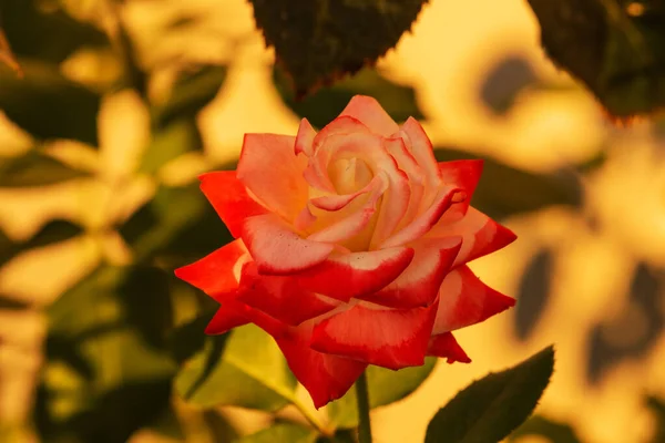 Coral Red Rose Flower Blooming Roses Garden Soft Focus Close — Stock Photo, Image