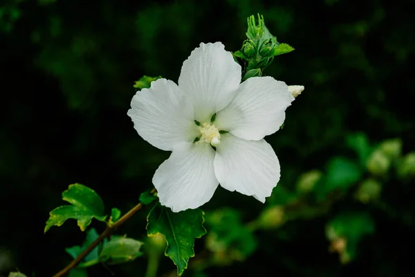 Fleur Blanche Été Buisson Fleuri Dans Jardin Été Nature — Photo