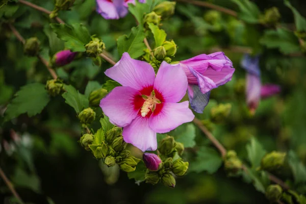 Violet Summer Flower Blooming Bush Garden Summer Nature — Stock Photo, Image