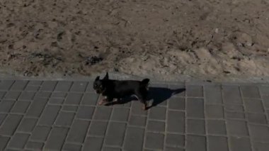 Evcil köpek sokakta yürüyor. Chihuahua köpeği yürüyüşe çıktı. Chihuahua siyah, kahverengi ve beyaz. Yürüyüşe çıkmış şirin bir köpek yavrusu. Bahçedeki ya da parktaki köpek İyi yetiştirilmiş köpek Chihuahua mini pürüzsüz saçlı