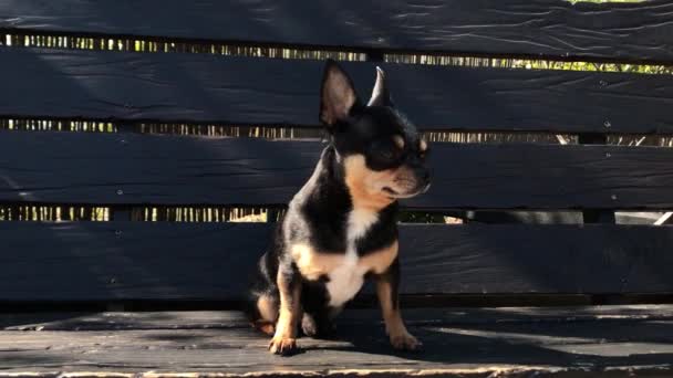 Hundar Rastar Gatan Chihuahua Hund För Promenad Chihuahua Svart Brun — Stockvideo