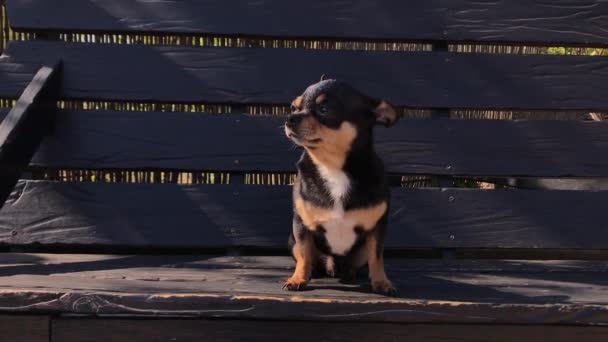 Hundar Rastar Gatan Chihuahua Hund För Promenad Chihuahua Svart Brun — Stockvideo