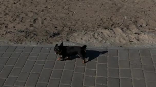 Hundar Rastar Gatan Chihuahua Hund För Promenad Chihuahua Svart Brun — Stockvideo