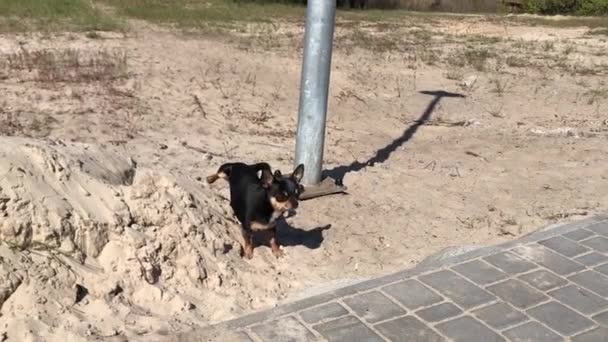 Zvířecí Pes Chodí Ulici Chihuahua Pes Procházku Chihuahua Černá Hnědá — Stock video