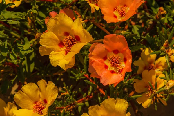 Bright Sun Yellow Flowers Yellow Summer Flowers Flowers Sunset — Stock Photo, Image