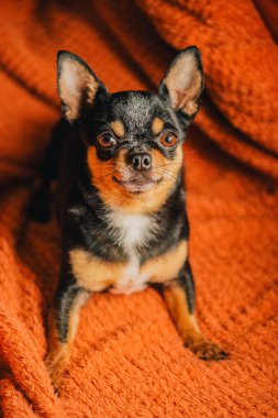 Köpek. Pürüzsüz saçlı Chihuahua köpeği sıcak örgü turuncu ekose üzerinde yatıyor. Kahverengi ekose üzerinde Chihuahua