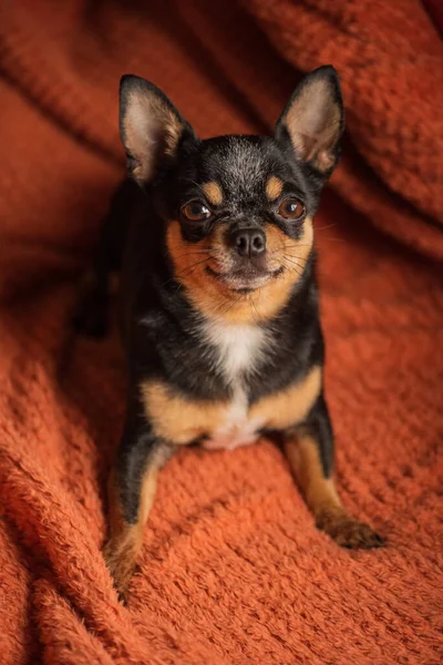 Köpek Pürüzsüz Saçlı Chihuahua Köpeği Sıcak Örgü Turuncu Ekose Üzerinde — Stok fotoğraf