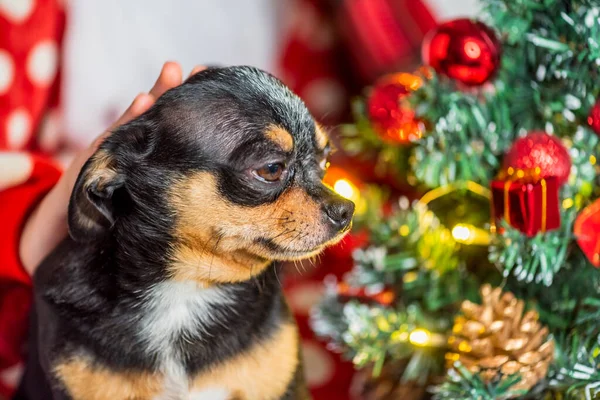 Chihuahua Hund Chihuahua Und Weihnachten Entzückender Kleiner Weihnachtshund Chihuahua — Stockfoto