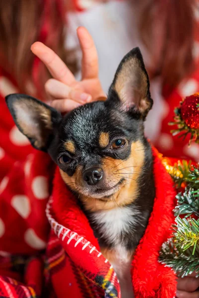 Chihuahua Pes Chihuahua Vánoce Roztomilý Malý Vánoční Pes Chihuahua — Stock fotografie