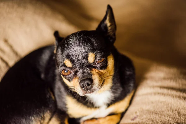 Köpek Yumuşak Saçlı Chihuahua Köpeği Sıcak Ekose Üzerinde Yatıyor Kahverengi — Stok fotoğraf