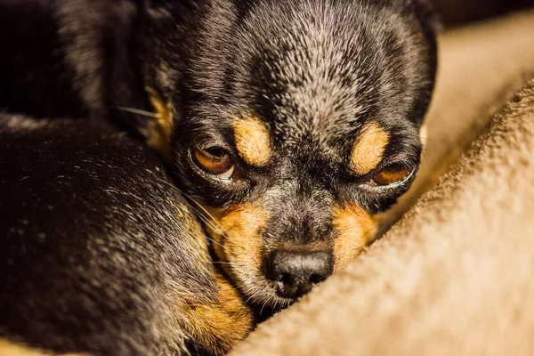 Câine Câine Chihuahua Părul Neted Întins Caroseria Caldă Chihuahua Caroserie — Fotografie, imagine de stoc